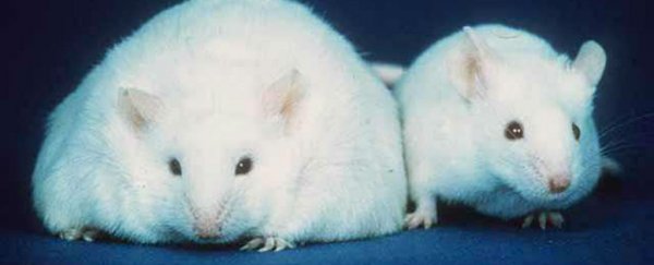 Removing "Zombie cells" from the brains of mice helps treat anxiety
