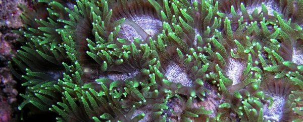 Sydney’s coral appears to have recovered after an extensive bleaching event