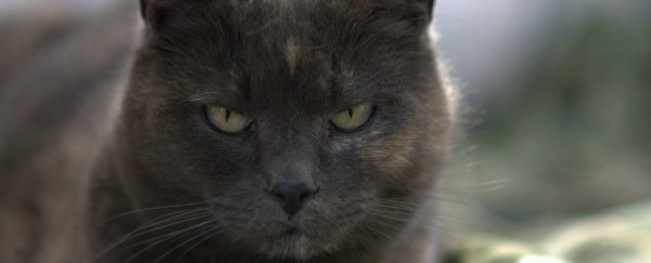Almost 100 percent of Australia is now covered in feral cats