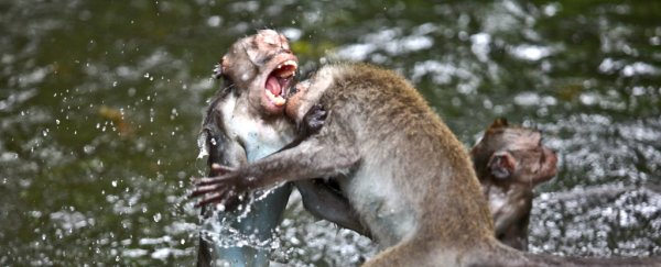 Humans inherited murder through evolution