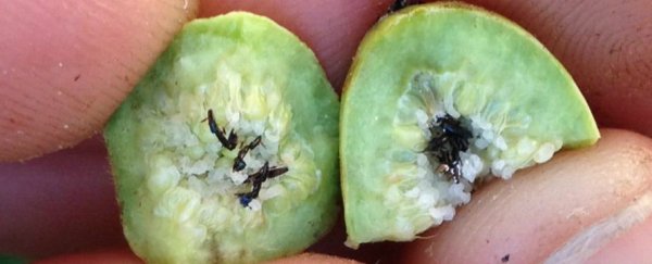 Every time a fig is born, there's a wasp massacre