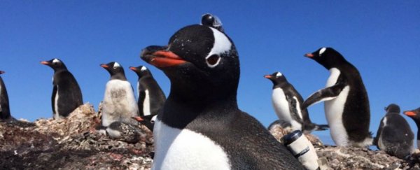 Scientists attached tiny cameras to Gentoo penguins and the footage is amazing