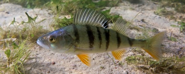 New device warms up dam water before it's released to protect fish