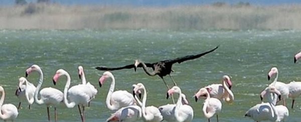 Scientists may have just spotted the only black flamingo in the world