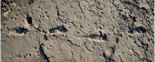 Scientists have found 3.7-million-year-old footprints from one of our tallest ancestors