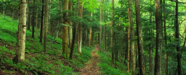 Looking at trees can reduce your stress levels, even in the middle of a city