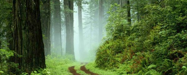 Here's how entire forests can migrate to better environments