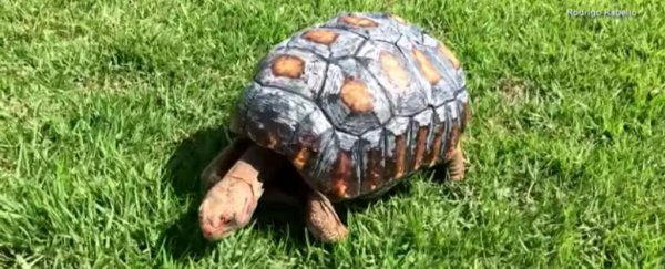 Adorable tortoise receives a 3D-printed shell after being burnt in a fire