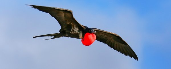 Scientists have just seen birds sleep during flight for the first time ever