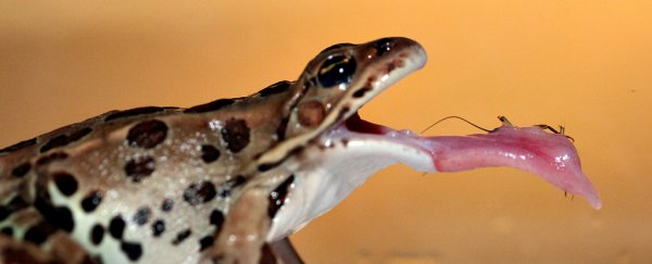 WATCH: The secret physics that makes frog tongues so insanely sticky