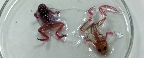 The internet is claiming these 'mutant' frogs have been discovered in Russia