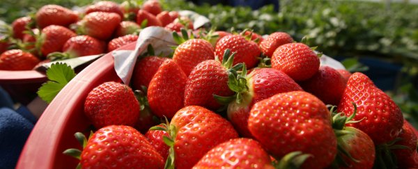 Sorry guys, everything you eat is made of chemicals