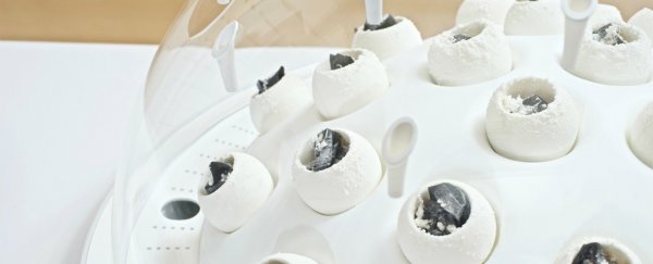 These mushrooms eat plastic waste - and then you can eat them