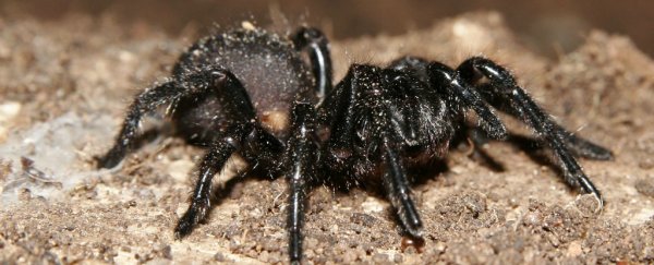 Scientists are using one of the world's deadliest venoms as a safer insecticide