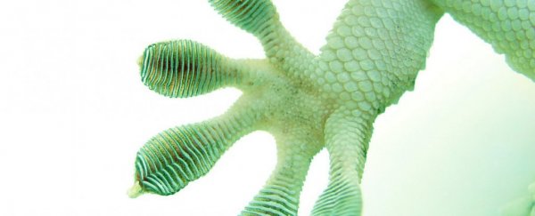 Geckos are officially the largest animals capable of sticking to smooth walls