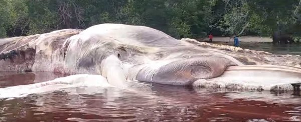 A massive, unidentified creature has washed up on an island in Indonesia