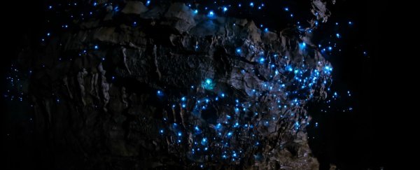 These creepy carnivorous worms make caves look like the night sky