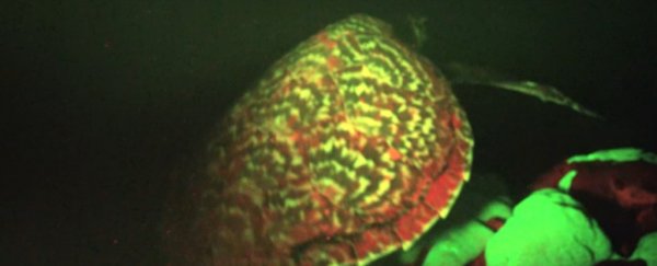 Behold, the first glowing sea turtle ever discovered
