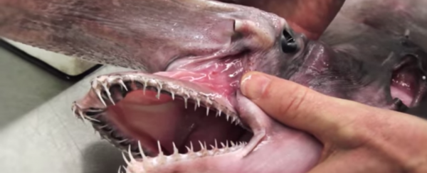 WATCH: A scientist examines a rare goblin shark