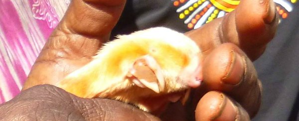 This is probably your only chance to see this super-rare mole above ground