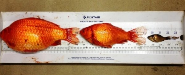 Pet goldfish dumped into lakes are growing into football-sized monsters