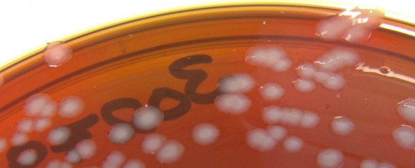 Gonorrhoea might soon be resistant to all antibiotics