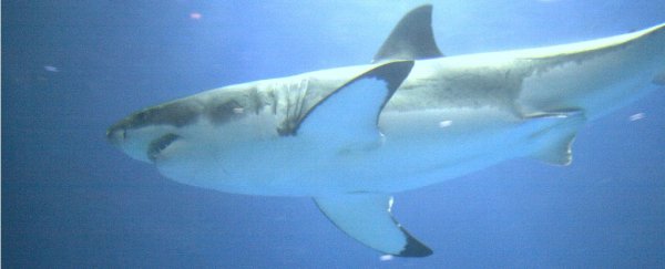 Independent study proves that this shark-repelling device really does work