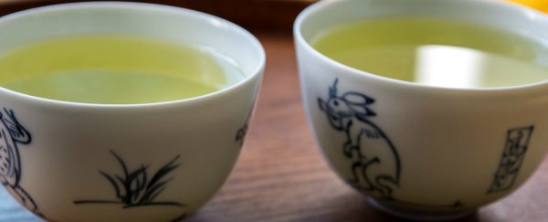 Scientists think they've figured out how green tea helps keep weight off