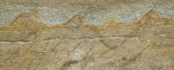 The world’s oldest known fossils have been found - and they’re 3.7 billion years old