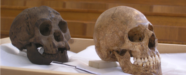 Early hominin known as 'hobbits' became extinct much earlier than we thought