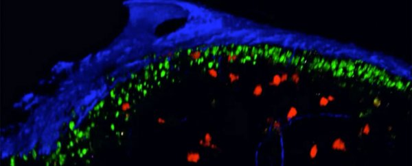 Watch: For the first time ever, we can see HIV spread in real time