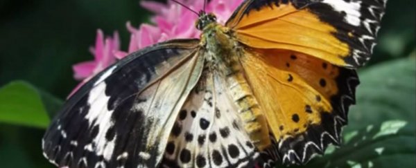 This butterfly is half male and half female