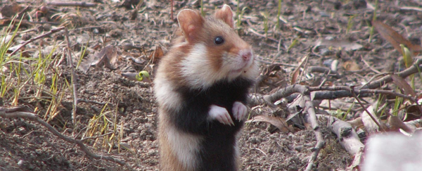 A diet of corn is transforming French hamsters into raging cannibals
