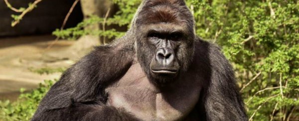 The real tragedy about the shooting of Harambe the gorilla