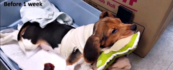 Head transplant surgeon says he’s successfully reattached the spinal cords of a bunch more animals
