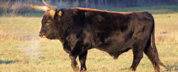 Nazi-bred 'super-cows' on English farm "tried to kill everyone"