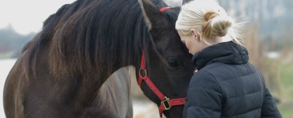 Your horse can tell your mood from your face, research finds, and it responds accordingly