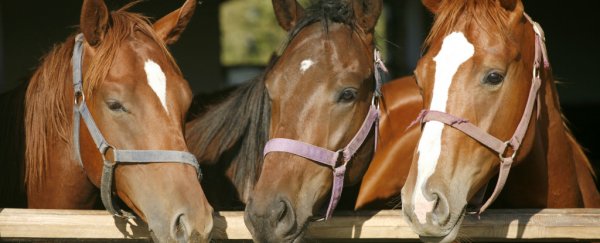 Horses have been taught to communicate with humans