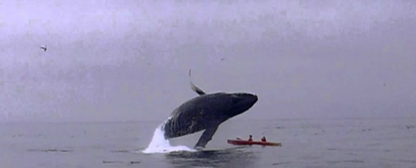 Watch: A humpback whale almost breaches right on top of a kayak