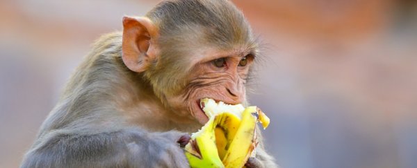 Monkeys that eat fewer calories really do live longer and healthier, two major studies find