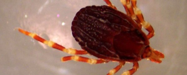A fatal tick-borne disease is now spreading in western Europe