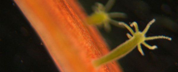 Meet The Hydra, an Animal That Rips Itself a New Mouth Every Time It Eats : ScienceAlert Meet The Hydra, an Animal That Rips Itself a New Mouth Every Time It Eats : ScienceAlert