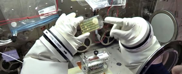Astronauts have identified unknown microbes in space for the first time