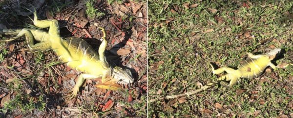 Iguanas are falling out of trees in South Florida, but please don't pick them up