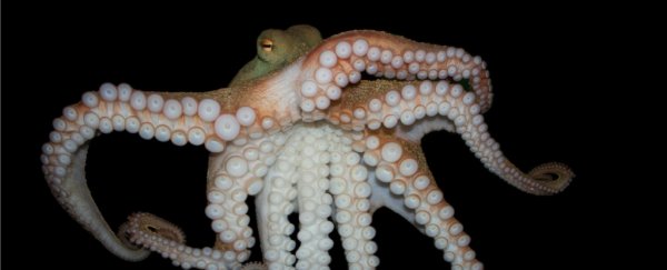 Animals are way smarter than we give them credit for