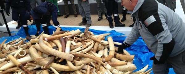 China just announced it will ban all ivory trade by the end of 2017