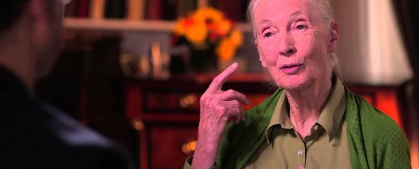 WATCH: Jane Goodall come up with the best chimp name ever