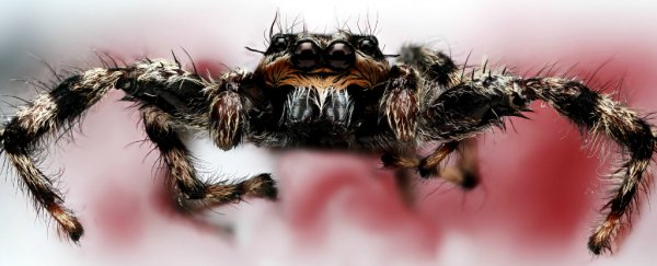 Turns out spiders can hear you from across the room