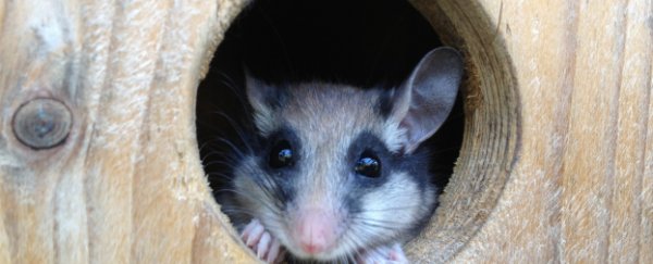 Short bursts of hibernation may help animals slow down ageing