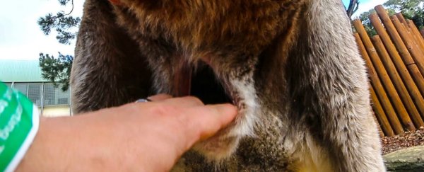 Watch: This is what the inside of a kangaroo's pouch REALLY looks like